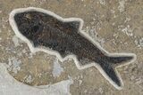 Green River Fossil Fish Mural with Giant Phareodus #295644-10